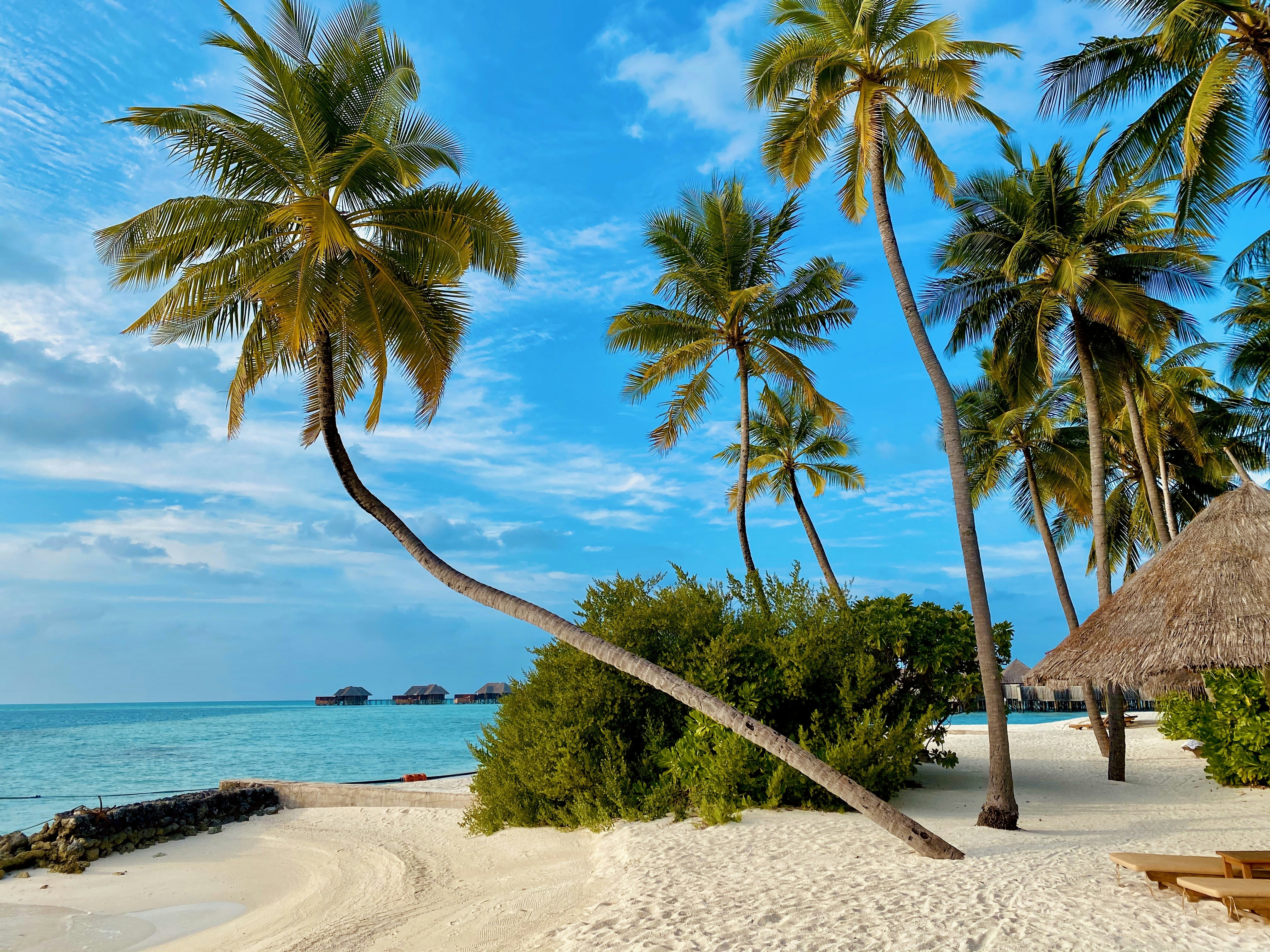 Taniti Palm Trees
